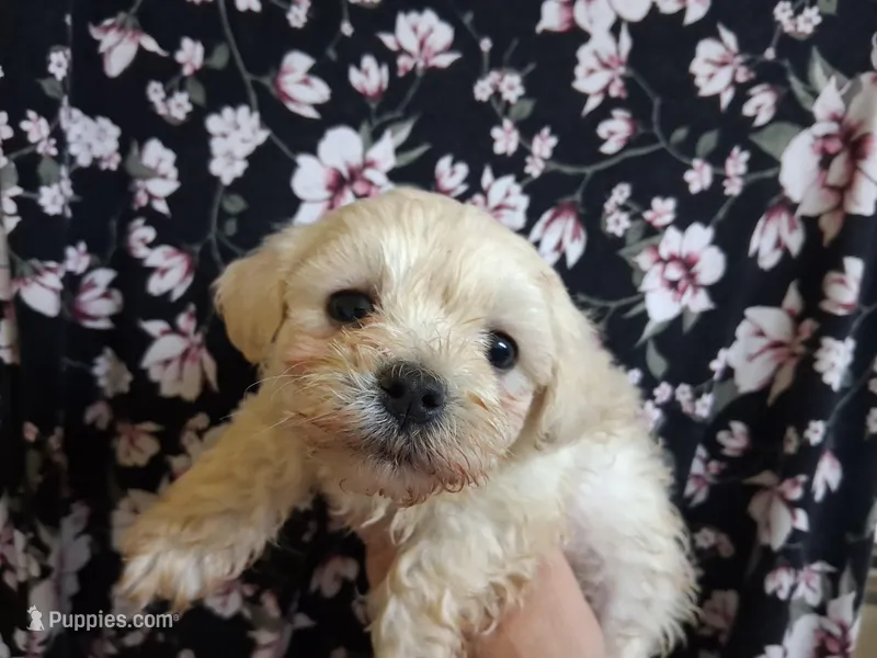 Tobias – Maltipoo puppy for sale in San Antonio, TX