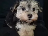 Piper, morkiepoo , a female Yorkipoo for sale in San Antonio, TX – 5 of 5