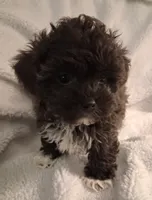Joey (Hosea), a male Shihpoo for sale in San Antonio, TX – 5 of 5