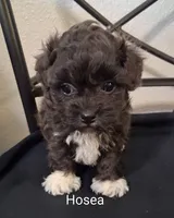 Hosea, Shihpoo, a male Shih Tzu for sale in San Antonio, TX – 5 of 6