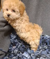 Phoebe ON HOLD, a female Maltipoo for sale in San Antonio, TX – 3 of 5