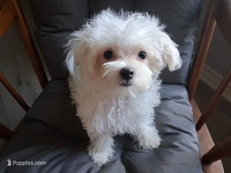 Abel (AKC) – Maltese puppy for sale in San Antonio, TX