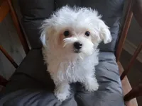 Abel (AKC), a male Maltese for sale in San Antonio, TX – 1 of 9