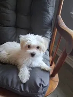 Silas (AKC), a male Maltese for sale in San Antonio, TX – 8 of 9