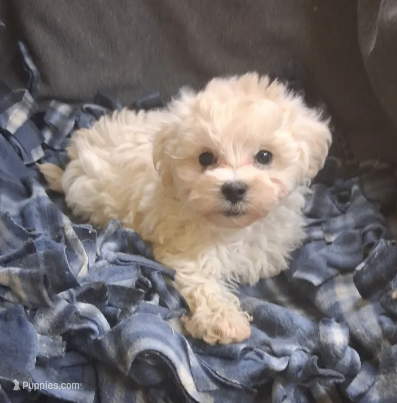 Micah – Maltipoo puppy for sale in San Antonio, TX