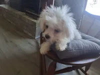 Dinah (AKC), a female Maltese for sale in San Antonio, TX – 5 of 9