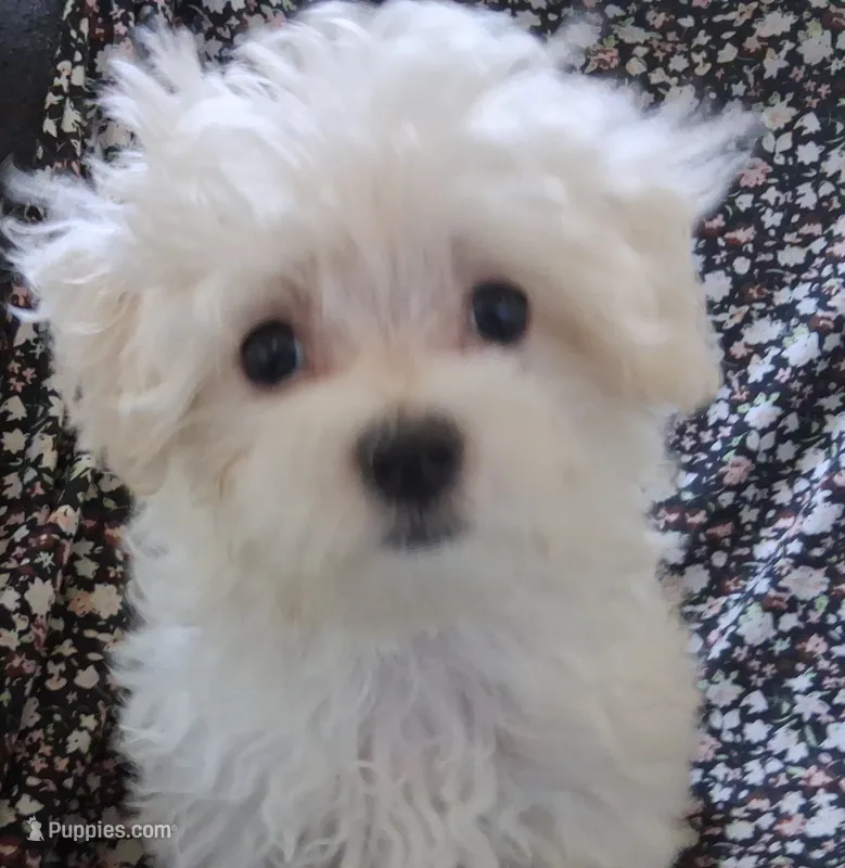 Ruthie (AKC) – Maltese puppy for sale in San Antonio, TX