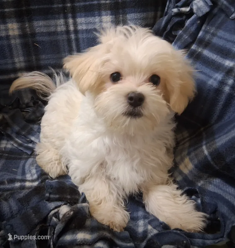 Silas (AKC) – Maltese puppy for sale in San Antonio, TX