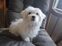 Eli (AKC), a male Maltese for sale in San Antonio, TX – 9 of 9