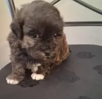 Aaron , a male Shihpoo for sale in San Antonio, TX – 4 of 4
