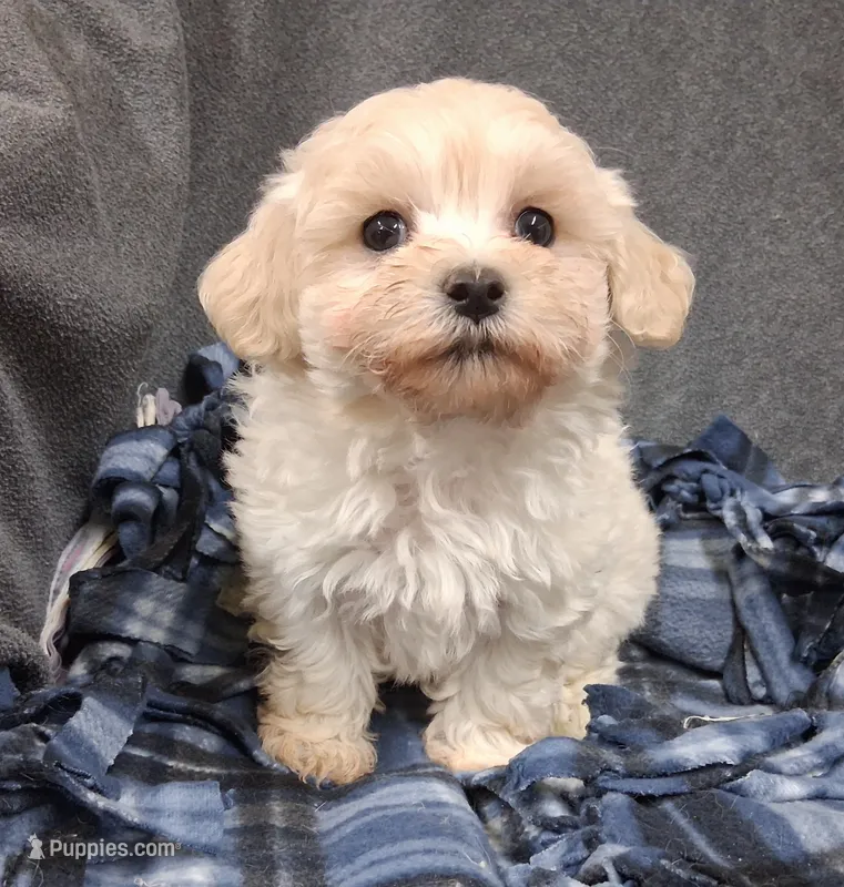 Esther – Maltipoo puppy for sale in San Antonio, TX