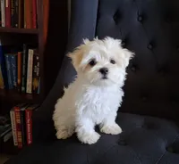 Ruthie (AKC), a female Maltese for sale in San Antonio, TX – 3 of 6