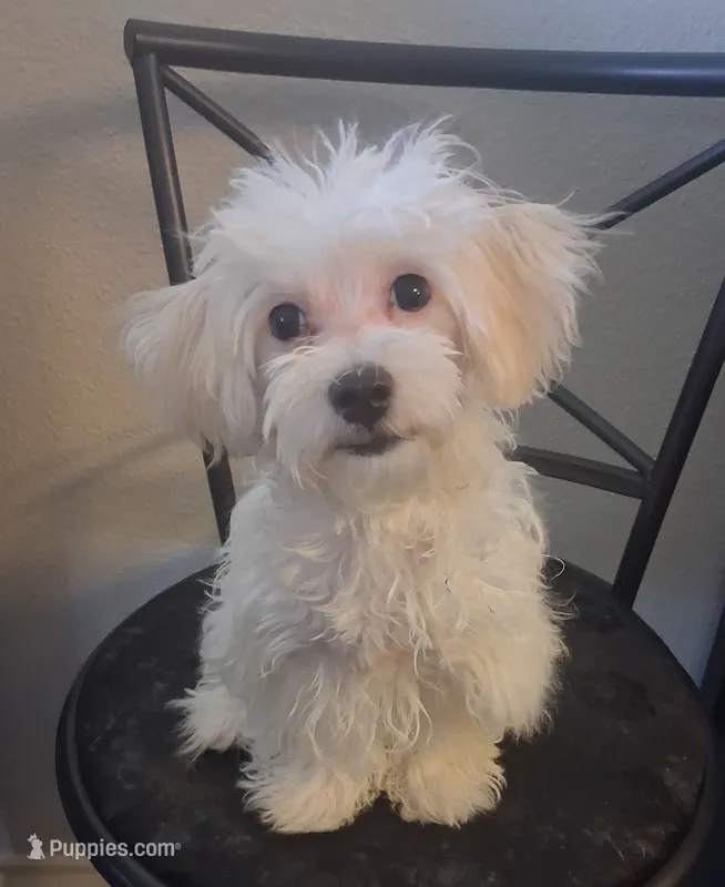 Amos – Maltipoo puppy for sale in San Antonio, TX