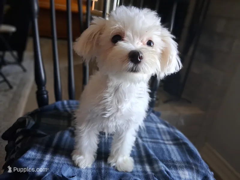 Levi (AKC) – Maltese puppy for sale in San Antonio, TX