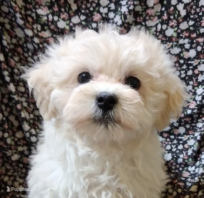 Micah – Maltipoo puppy for sale in San Antonio, TX
