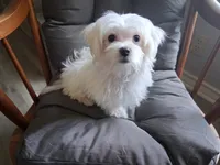 Eli (AKC), a male Maltese for sale in San Antonio, TX – 2 of 9