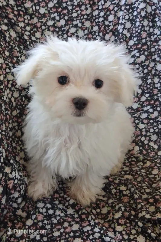 Eli (AKC) – Maltese puppy for sale in San Antonio, TX