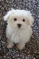 Eli (AKC), a male Maltese for sale in San Antonio, TX – 6 of 9