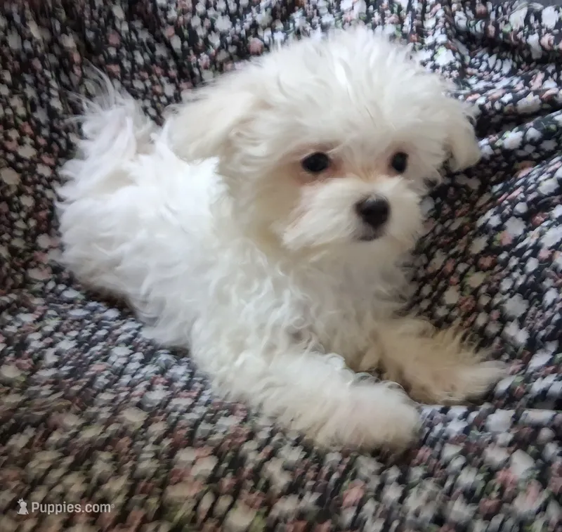 Abel (AKC) – Maltese puppy for sale in San Antonio, TX