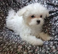 Abel (AKC), a male Maltese for sale in San Antonio, TX – 2 of 6