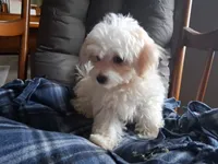 Jewel, a female Maltipoo for sale in San Antonio, TX – 7 of 7