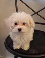 Simon, a male Maltipoo for sale in San Antonio, TX – 7 of 7