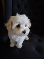 Ruthie (AKC), a female Maltese for sale in San Antonio, TX – 4 of 6