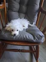 Levi, a male Maltese for sale in San Antonio, TX – 2 of 3