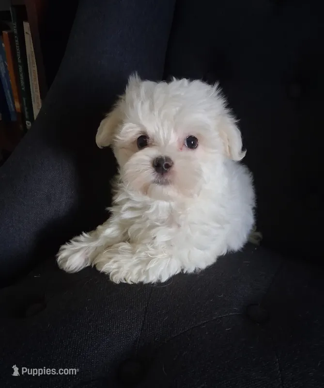Abel (AKC) – Maltese puppy for sale in San Antonio, TX