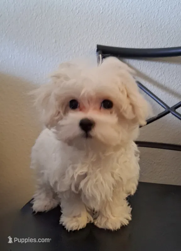 Simon – Maltipoo puppy for sale in San Antonio, TX