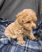 Asher ON HOLD, a male Maltipoo for sale in San Antonio, TX – 5 of 8