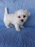 Eli (AKC), a male Maltese for sale in San Antonio, TX – 3 of 3