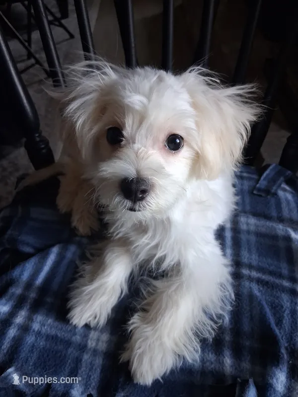 Silas (AKC) – Maltese puppy for sale in San Antonio, TX