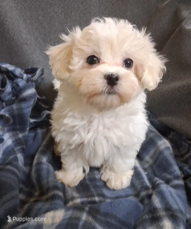 Jewel – Maltipoo puppy for sale in San Antonio, TX