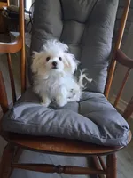 Levi, a male Maltese for sale in San Antonio, TX – 3 of 3