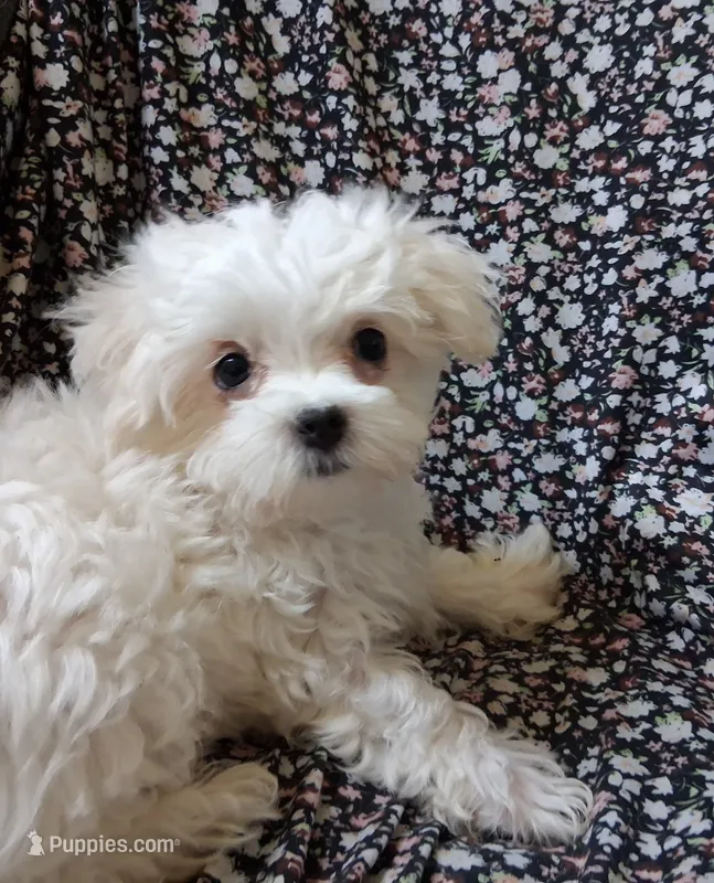 Abel (AKC) – Maltese puppy for sale in San Antonio, TX