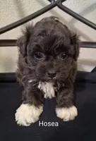 Hosea, Shihpoo, a male Shih Tzu for sale in San Antonio, TX – 3 of 6