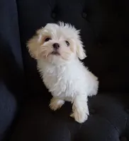 Dinah (AKC), a female Maltese for sale in San Antonio, TX – 4 of 5