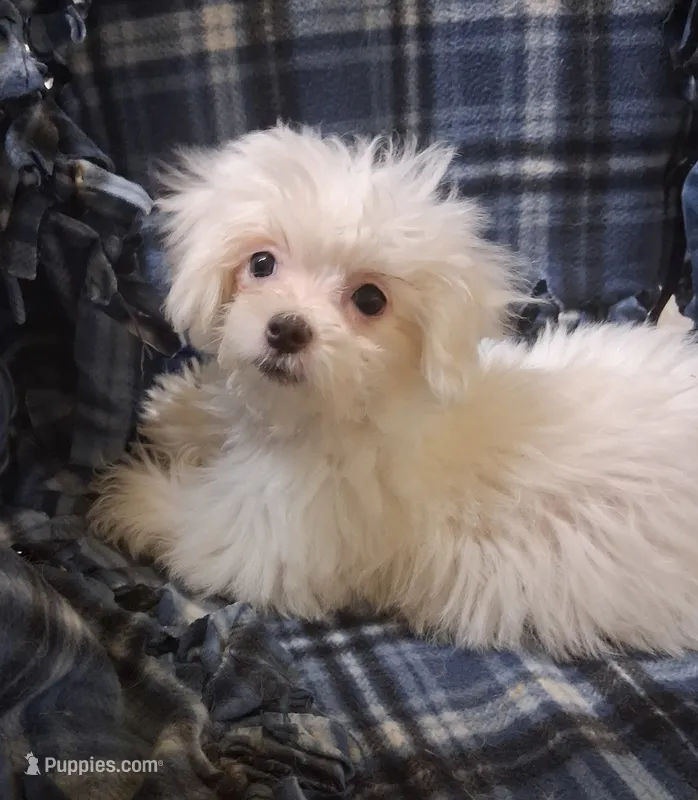 Dinah (AKC) – Maltese puppy for sale in San Antonio, TX