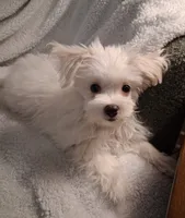 Zeb, a male Maltese for sale in San Antonio, TX – 1 of 5