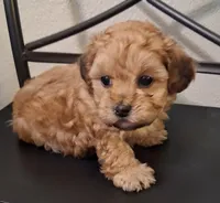 Hannah, Shihpoo , a female Shih Tzu for sale in San Antonio, TX – 2 of 5