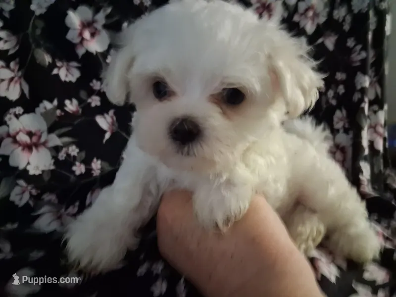 Jesse (AKC) – Maltese puppy for sale in San Antonio, TX