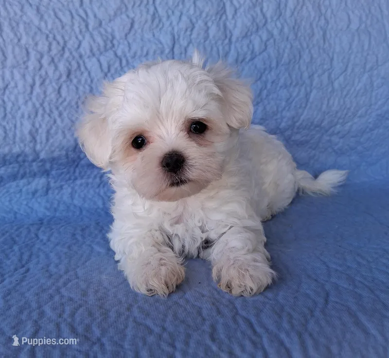 Jesse (AKC) – Maltese puppy for sale in San Antonio, TX
