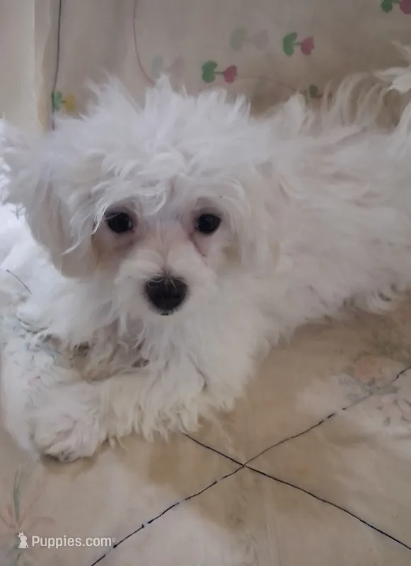 Ruthie (AKC) – Maltese puppy for sale in San Antonio, TX