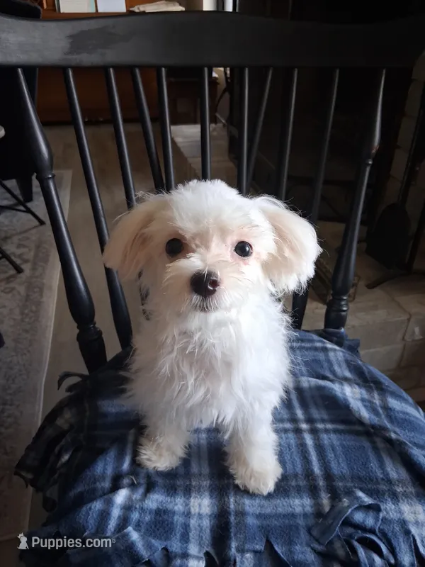 Abel (AKC) – Maltese puppy for sale in San Antonio, TX