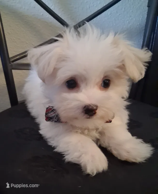Zeb – Maltese puppy for sale in San Antonio, TX