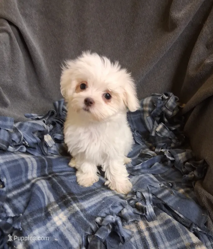 Dinah (AKC) – Maltese puppy for sale in San Antonio, TX