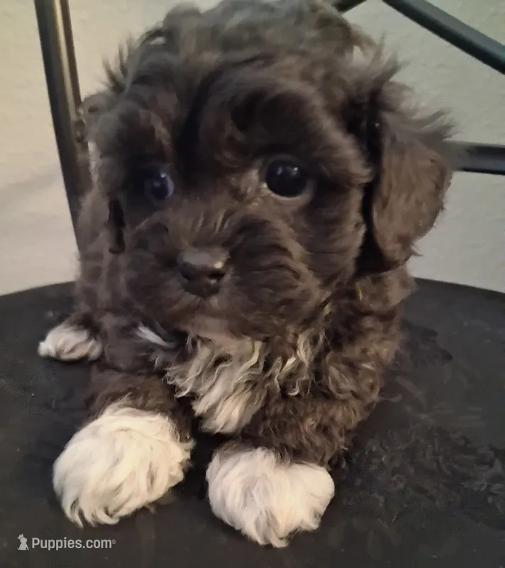 Hosea, Shihpoo – Shih Tzu puppy for sale in San Antonio, TX