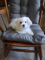 Eli (AKC), a male Maltese for sale in San Antonio, TX – 2 of 5