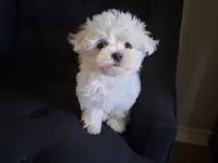 Levi (AKC), a male Maltese for sale in San Antonio, TX – 2 of 5
